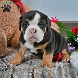 Randy, English Bulldog Puppy